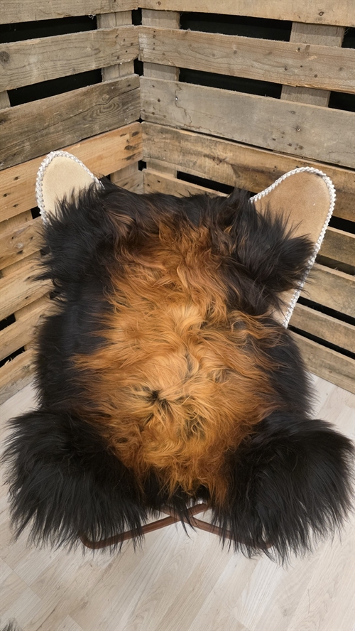 Lammeskind islandsk flame 2944