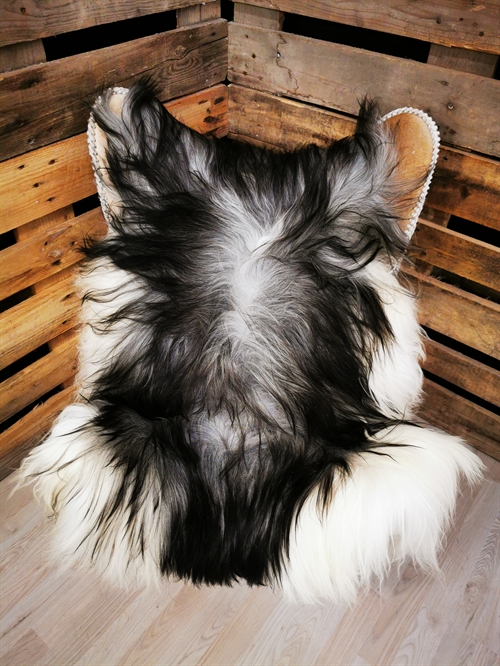 Lammeskind Islandsk grå 