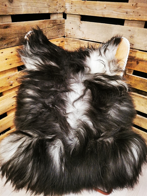 Lammeskind Islandsk grå 