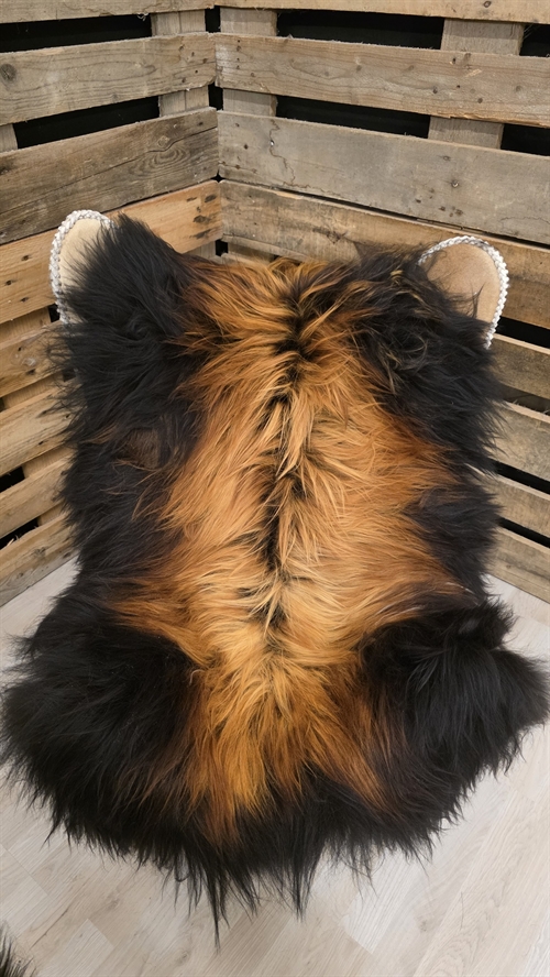 Lammeskind islandsk flame