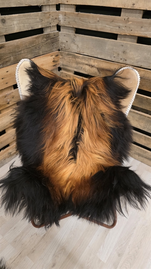 Lammeskind islandsk flame