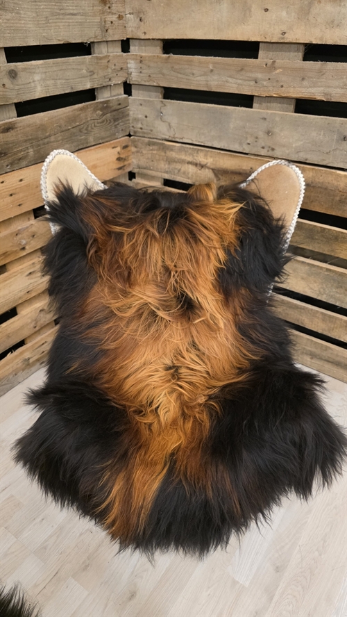 Lammeskind islandsk flame