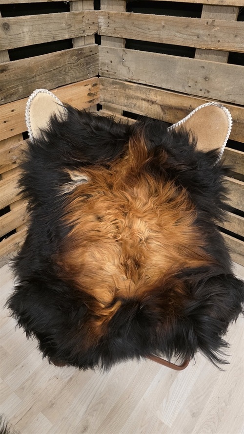 Lammeskind islandsk flame