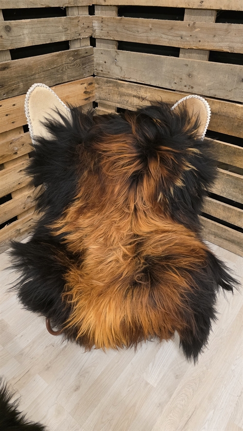 Lammeskind islandsk flame