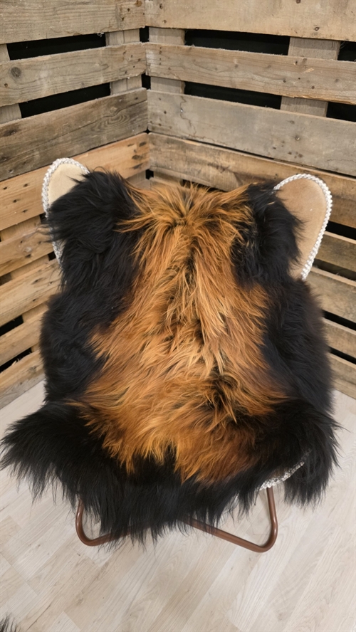 Lammeskind islandsk flame