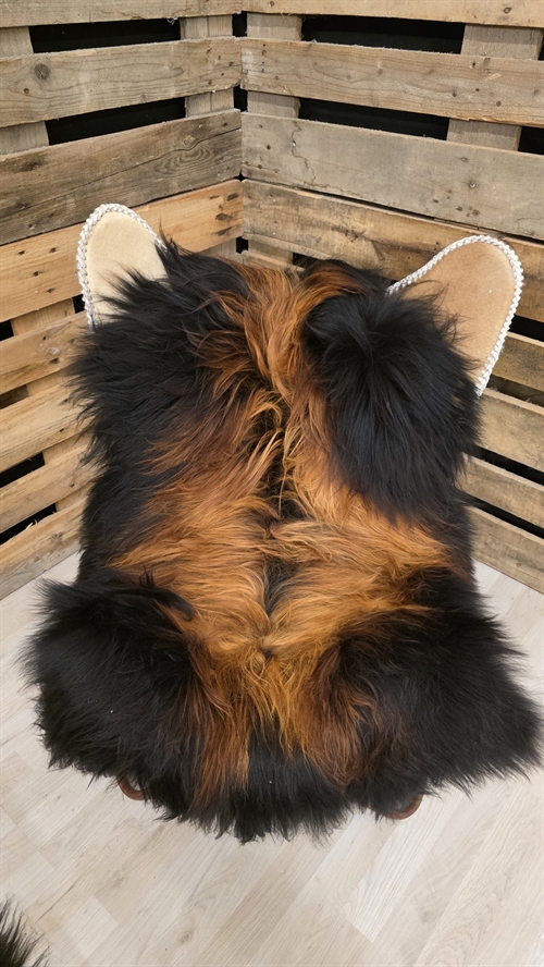 Lammeskind islandsk flame