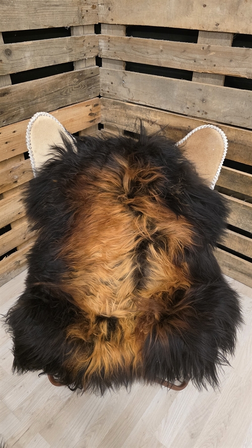 Lammeskind islandsk flame