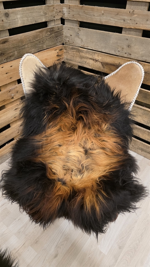 Lammeskind islandsk flame