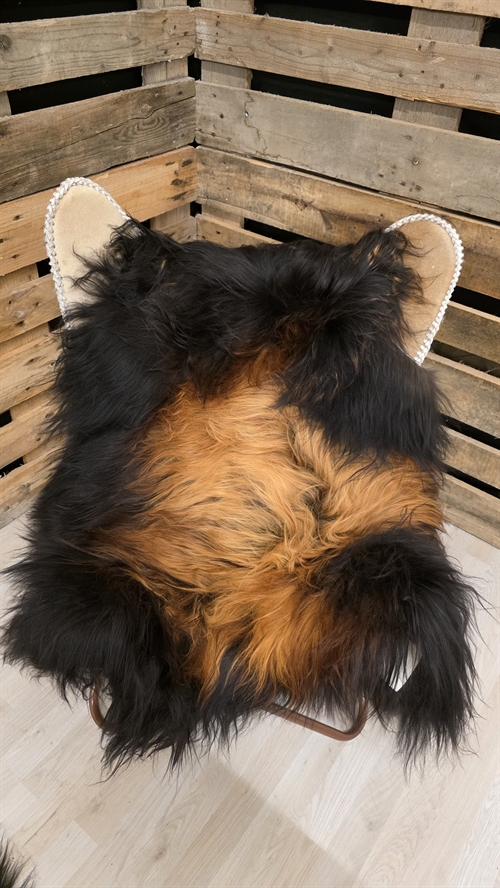 Lammeskind islandsk flame