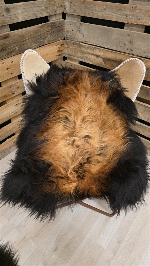 Lammeskind islandsk flame