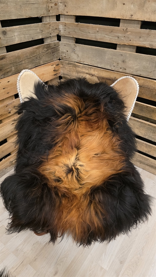 Lammeskind islandsk flame