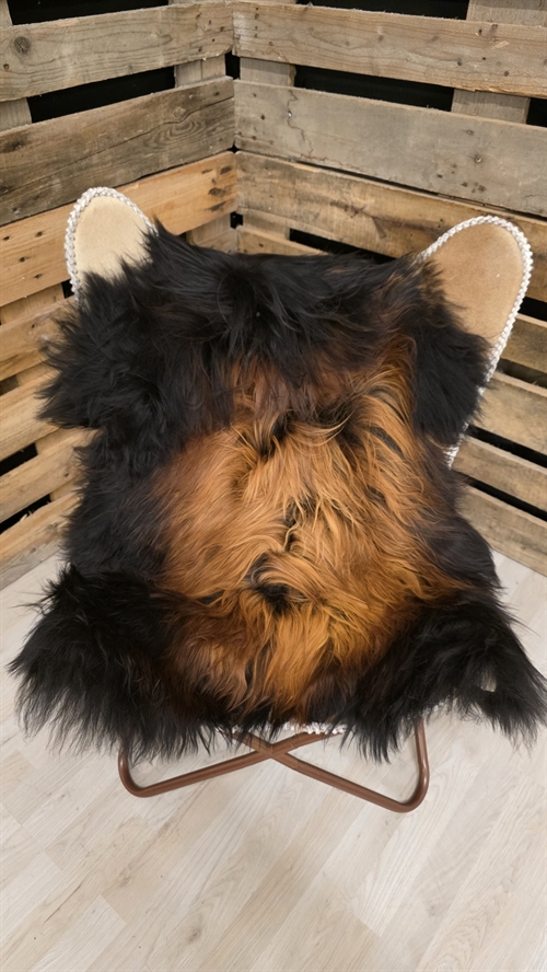 Lammeskind islandsk flame