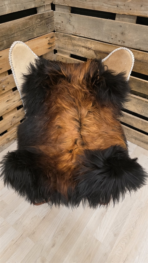 Lammeskind islandsk flame