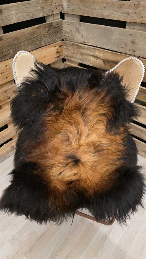 Lammeskind islandsk flame