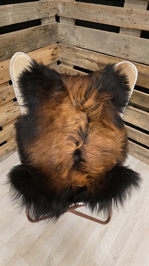 Lammeskind islandsk flame