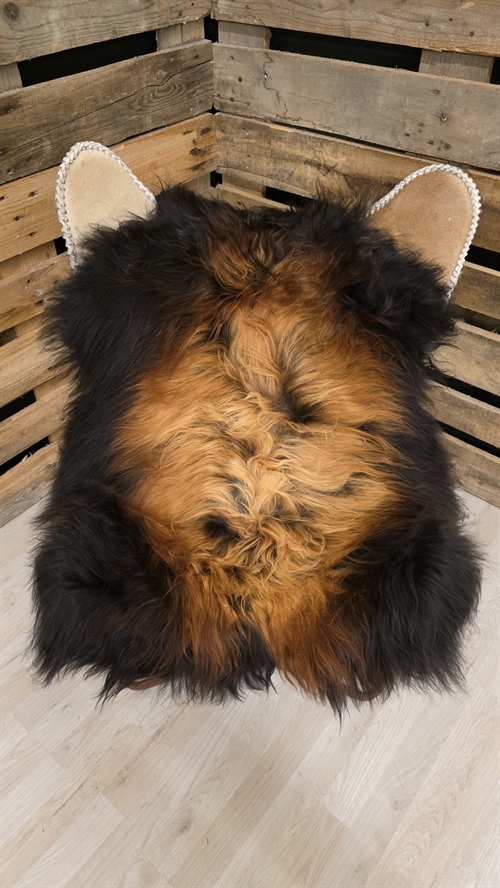 Lammeskind islandsk flame