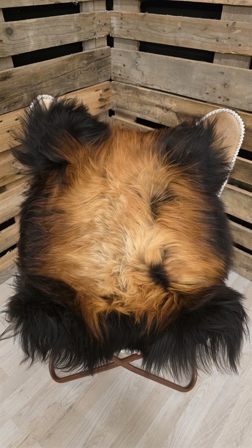 Lammeskind islandsk flame