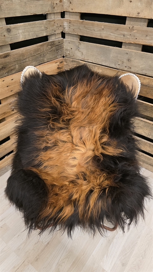 Lammeskind islandsk flame