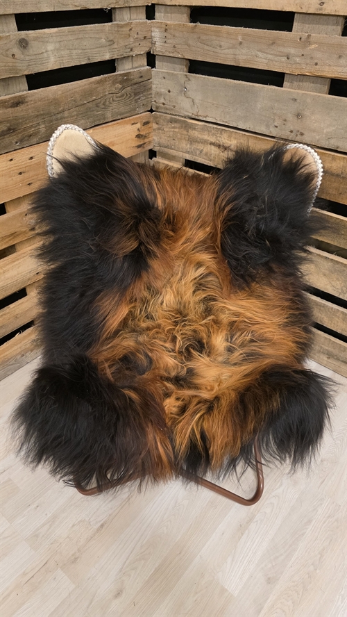 Lammeskind islandsk flame