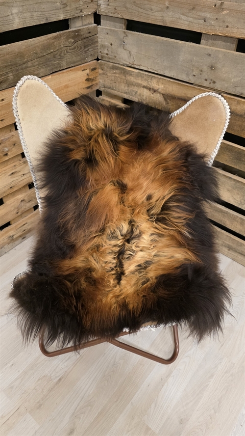 Lammeskind islandsk flame