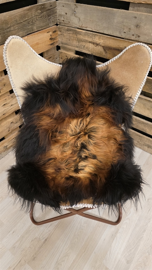 Lammeskind islandsk flame