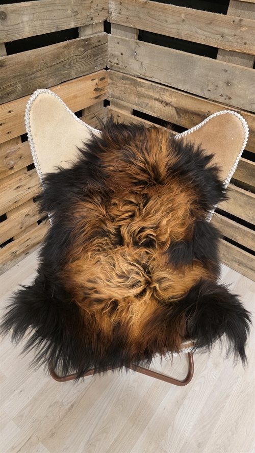 Lammeskind islandsk flame