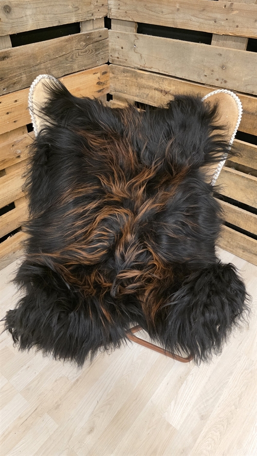 Lammeskind islandsk flame