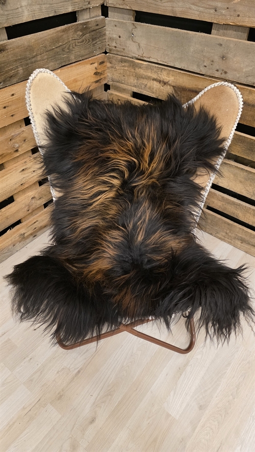 Lammeskind islandsk flame