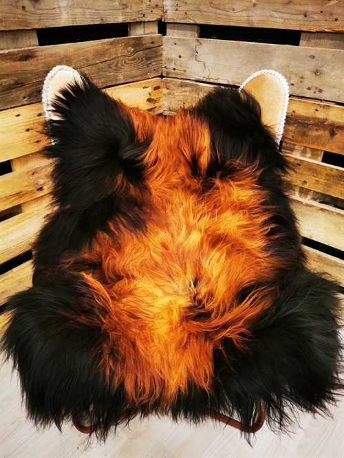 Lammeskind Islandsk Flame