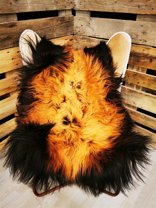 Lammeskind Islandsk Flame