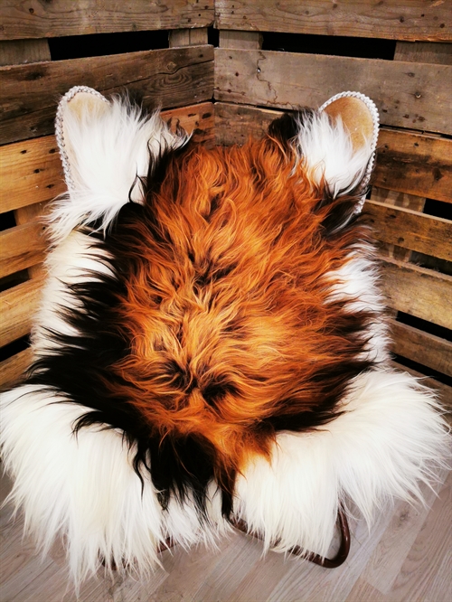 Lammeskind Islandsk Flame