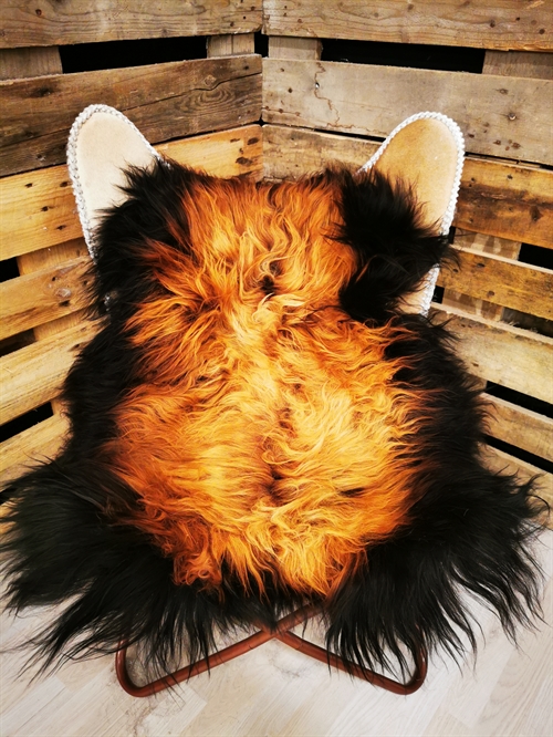 Lammeskind Islandsk Flame