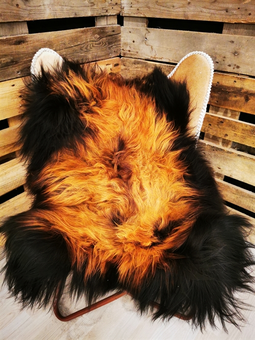 Lammeskind Islandsk Flame