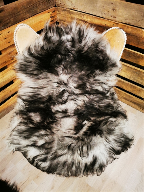 Lammeskind Islandsk Silver Shadow