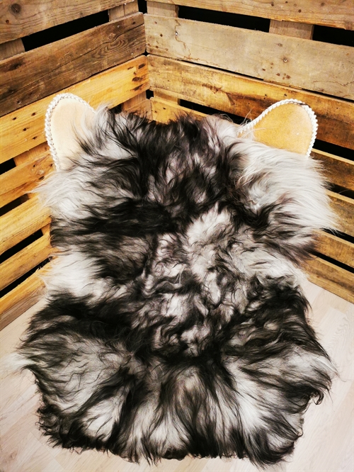 Lammeskind Islandsk Silver Shadow