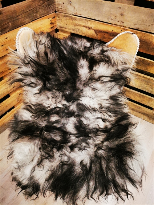 Lammeskind Islandsk Silver Shadow