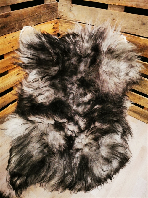 Lammeskind Islandsk Silver Shadow