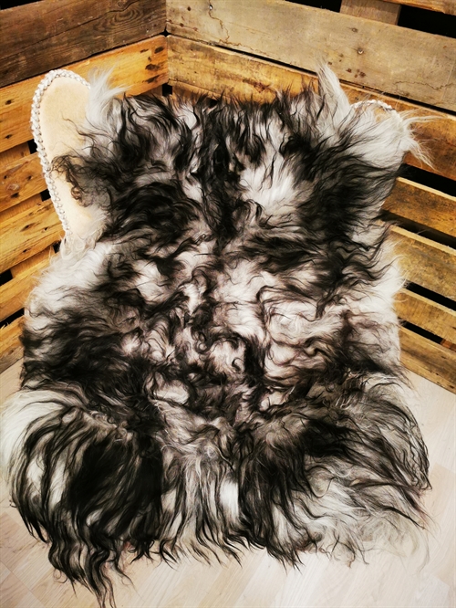 Lammeskind Islandsk Silver Shadow