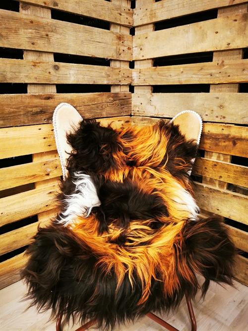 Lammeskind Islandsk Multi Flame