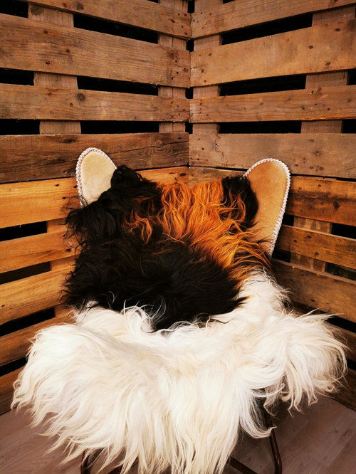 Lammeskind Islandsk Multi Flame