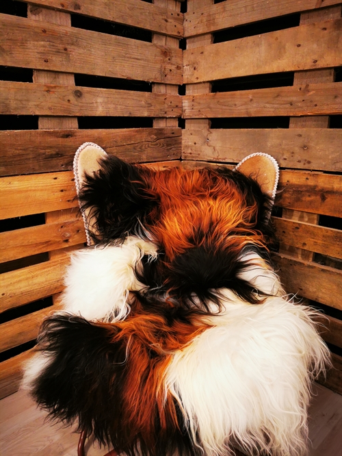 Lammeskind Islandsk Multi Flame