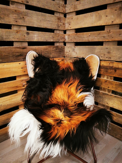 Lammeskind Islandsk Multi Flame