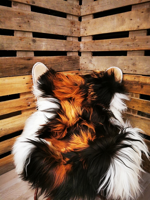 Lammeskind Islandsk Multi Flame