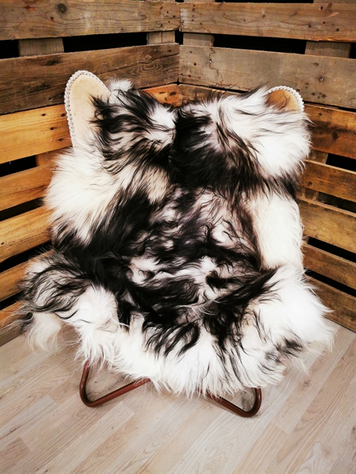 Lammeskind Islandsk Silver Shadow