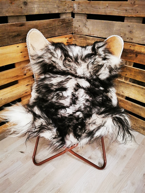 Lammeskind Islandsk Silver Shadow
