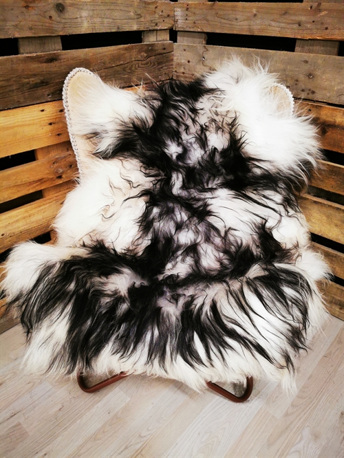 Lammeskind Islandsk Silver Shadow