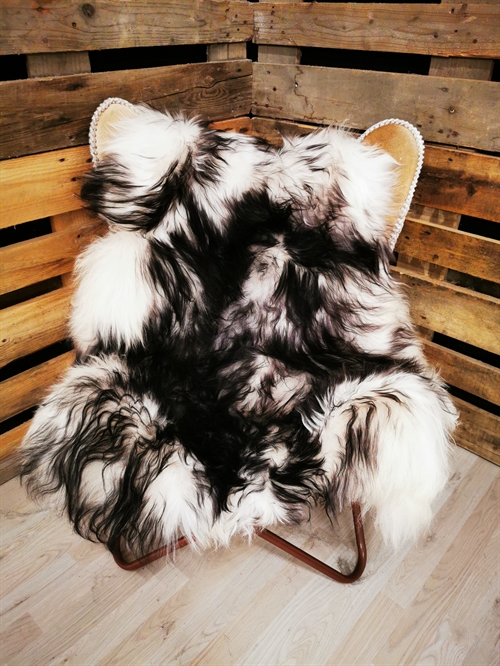 Lammeskind Islandsk Silver Shadow
