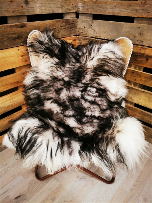 Lammeskind Islandsk Silver Shadow