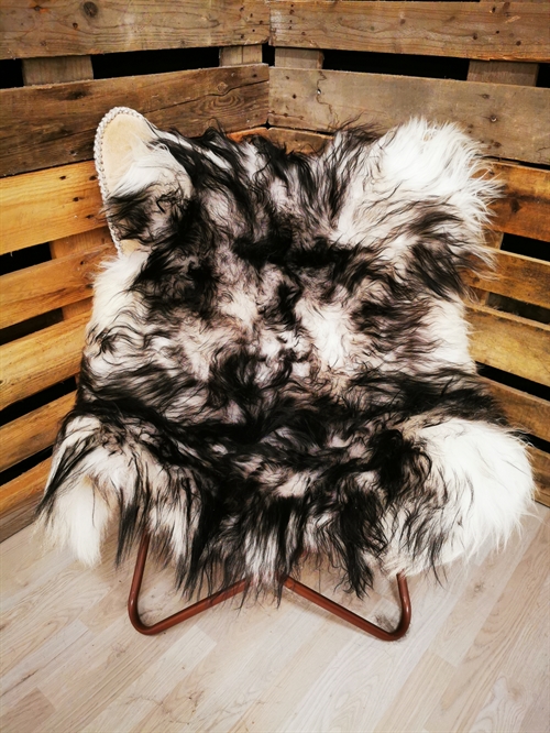 Lammeskind Islandsk Silver Shadow