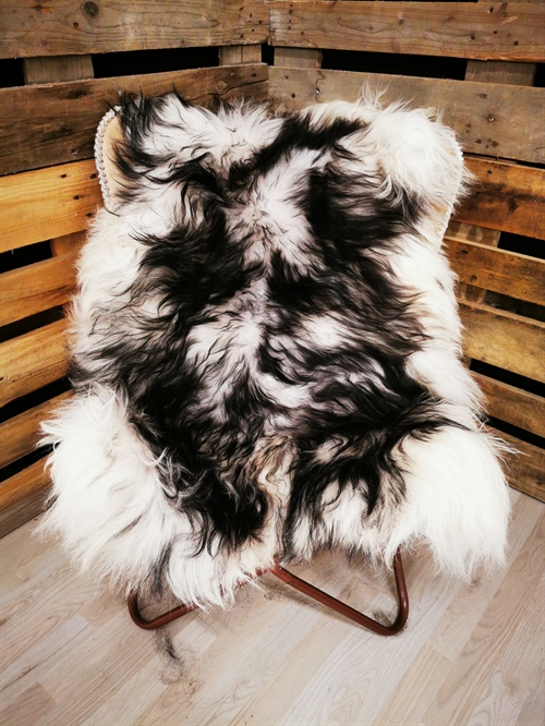 Lammeskind Islandsk Silver Shadow